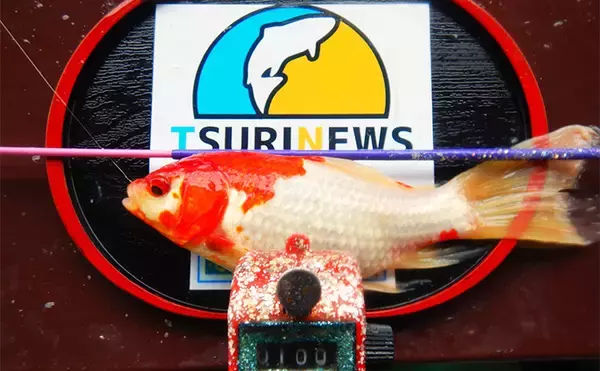 「キンギョ＆コイのつり堀で109尾の大爆釣【おかべ農園】抜群の魚影の濃さを満喫」の画像