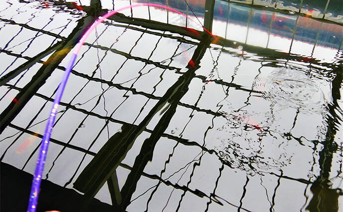 キンギョ＆コイのつり堀で109尾の大爆釣【おかべ農園】抜群の魚影の濃さを満喫