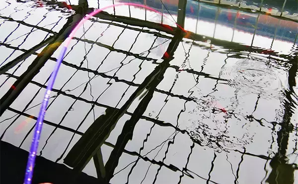 「キンギョ＆コイのつり堀で109尾の大爆釣【おかべ農園】抜群の魚影の濃さを満喫」の画像