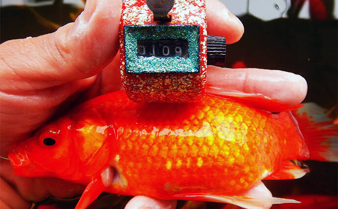 キンギョ＆コイのつり堀で109尾の大爆釣【おかべ農園】抜群の魚影の濃さを満喫