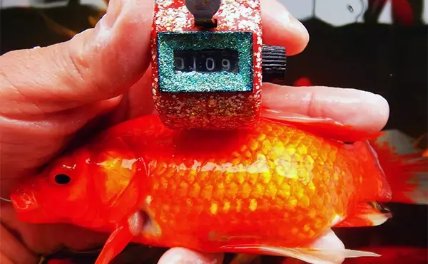 「キンギョ＆コイのつり堀で109尾の大爆釣【おかべ農園】抜群の魚影の濃さを満喫」の画像