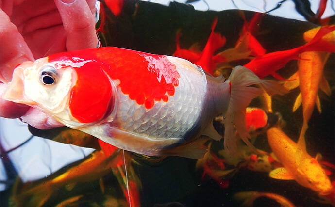 キンギョ＆コイのつり堀で109尾の大爆釣【おかべ農園】抜群の魚影の濃さを満喫