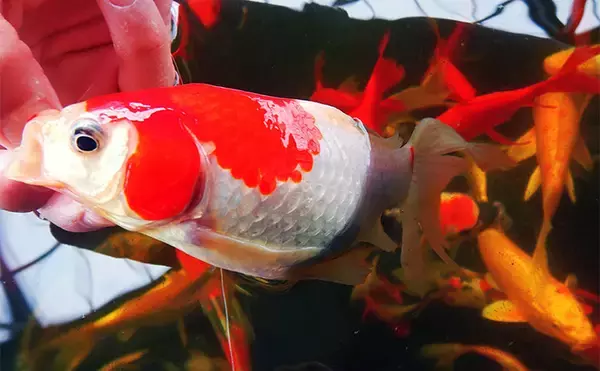 「キンギョ＆コイのつり堀で109尾の大爆釣【おかべ農園】抜群の魚影の濃さを満喫」の画像