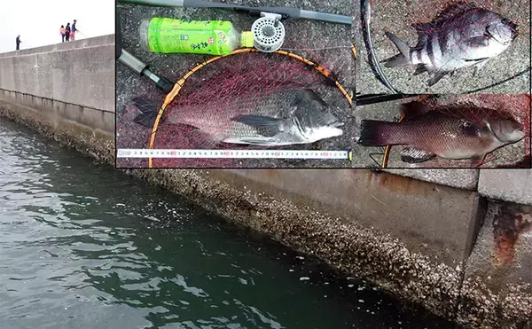 「投げずに楽しむ堤防釣り：クロダイ（チヌ）の落とし込み（前打ち）釣法」の画像