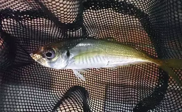 「小学生が『釣船茶屋ざうお』で居酒屋デビュー　マダイにヒラメにクルマエビをキャッチ！」の画像