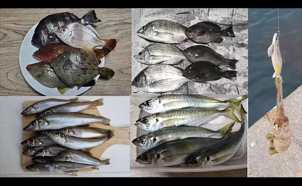 「「初ヒットまで1年、初キャッチまで10年！」 ルアーシーバス釣りは難しい？」の画像