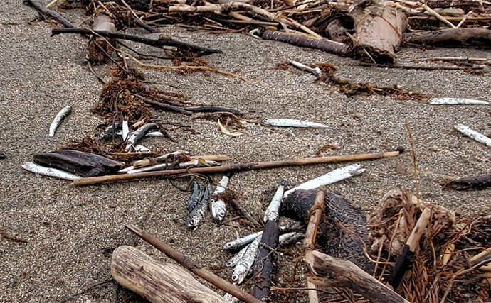 「初ヒットまで1年、初キャッチまで10年！」 ルアーシーバス釣りは難しい？