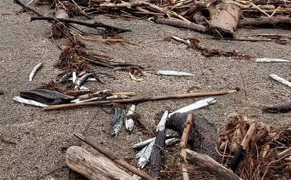 「「初ヒットまで1年、初キャッチまで10年！」 ルアーシーバス釣りは難しい？」の画像