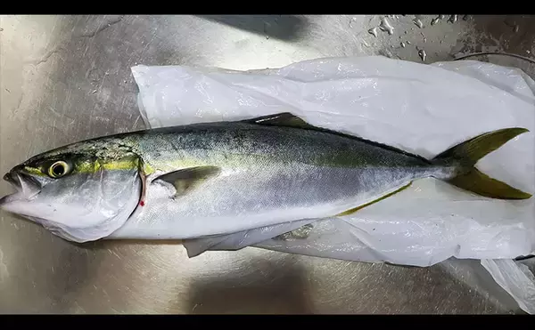 「「初ヒットまで1年、初キャッチまで10年！」 ルアーシーバス釣りは難しい？」の画像