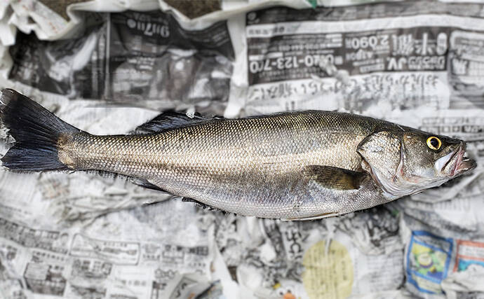 「初ヒットまで1年、初キャッチまで10年！」 ルアーシーバス釣りは難しい？