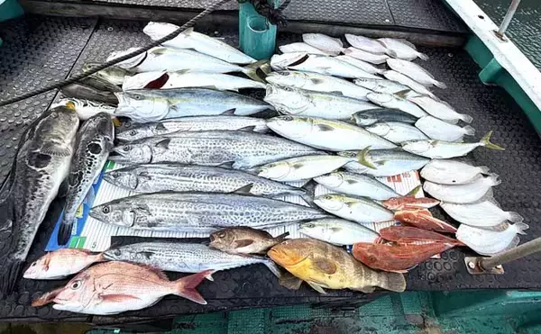 【沖のルアー釣果速報】鳥羽沖のキャスティングゲームでサワラ93cm含む青物が大連発！（三重）