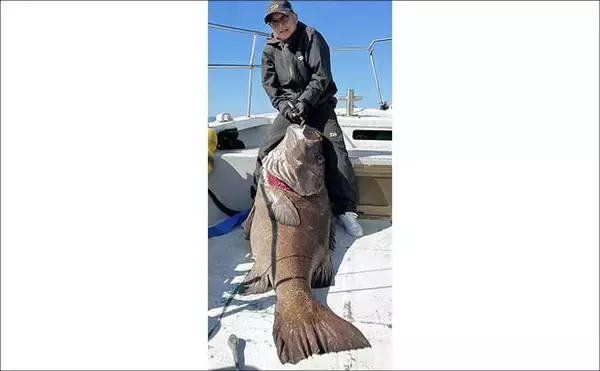 「【沖のルアー釣果速報】鳥羽沖のキャスティングゲームでサワラ93cm含む青物が大連発！（三重）」の画像