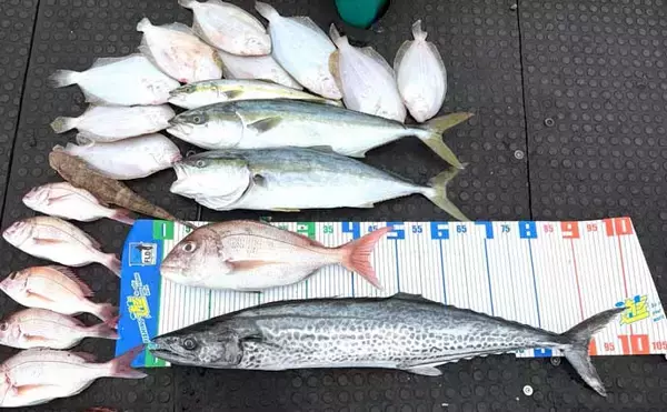 「【沖のルアー釣果速報】鳥羽沖のキャスティングゲームでサワラ93cm含む青物が大連発！（三重）」の画像