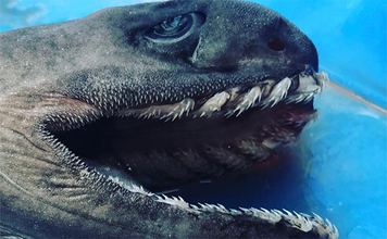 奇妙な見た目＆特異的な深海ザメ『ラブカ』の魅力　生体・標本が見られる場所とは？