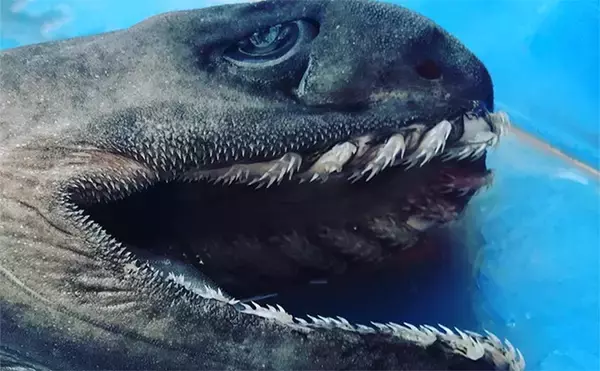 奇妙な見た目＆特異的な深海ザメ『ラブカ』の魅力　生体・標本が見られる場所とは？