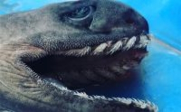 奇妙な見た目＆特異的な深海ザメ『ラブカ』の魅力　生体・標本が見られる場所とは？