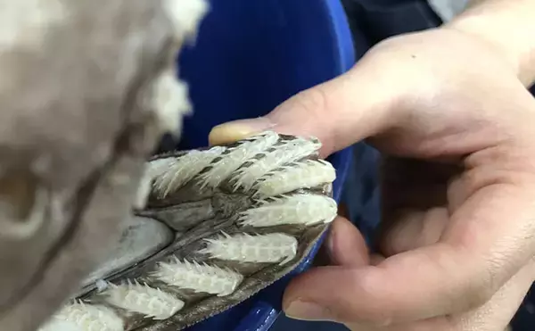 「奇妙な見た目＆特異的な深海ザメ『ラブカ』の魅力　生体・標本が見られる場所とは？」の画像