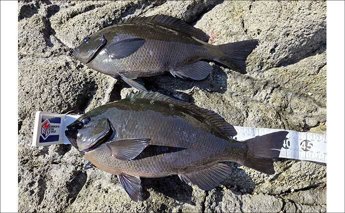 伊豆半島の沖磯で開催された磯釣り大会で見事優勝！ 潮を読み40cm寒メジナを好捕