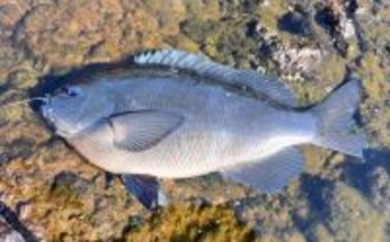 伊豆半島の沖磯で開催された磯釣り大会で見事優勝！ 潮を読み40cm寒メジナを好捕