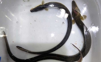 宮川でのブッコミ釣りでウナギにアナゴがヒット【三重】カメジャコに好反応