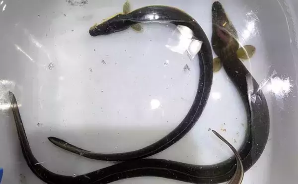 宮川でのブッコミ釣りでウナギにアナゴがヒット【三重】カメジャコに好反応