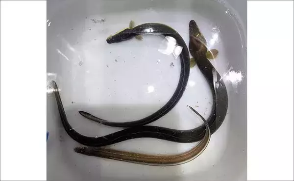 「宮川でのブッコミ釣りでウナギにアナゴがヒット【三重】カメジャコに好反応」の画像