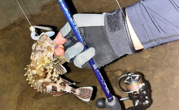 夜磯ルアー釣行でカサゴ＆蛍（ホタル）をゲット？　フリーリグにヒット