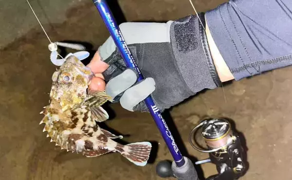 夜磯ルアー釣行でカサゴ＆蛍（ホタル）をゲット？　フリーリグにヒット