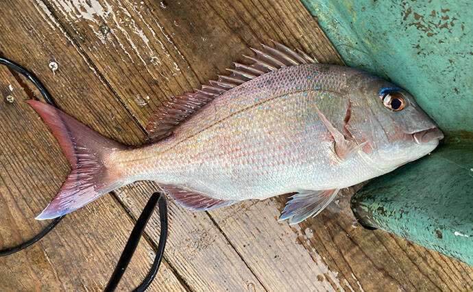 的矢湾沖タテ釣りでマダイ・ヒラメ・青物など多彩釣果！【三重】仕掛けの使い分けが奏功？