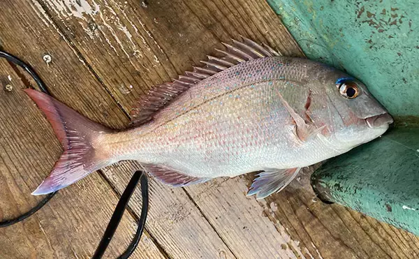 「的矢湾沖タテ釣りでマダイ・ヒラメ・青物など多彩釣果！【三重】仕掛けの使い分けが奏功？」の画像