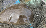 「的矢湾沖タテ釣りでマダイ・ヒラメ・青物など多彩釣果！【三重】仕掛けの使い分けが奏功？」の画像8