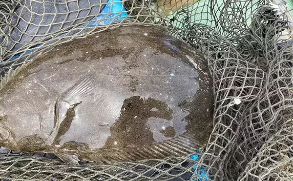 「的矢湾沖タテ釣りでマダイ・ヒラメ・青物など多彩釣果！【三重】仕掛けの使い分けが奏功？」の画像