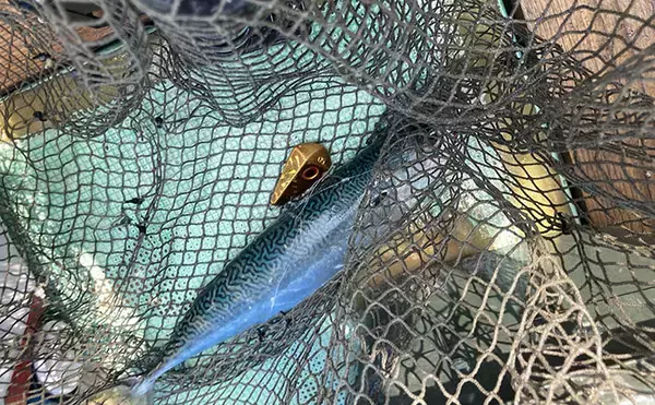 「的矢湾沖タテ釣りでマダイ・ヒラメ・青物など多彩釣果！【三重】仕掛けの使い分けが奏功？」の画像