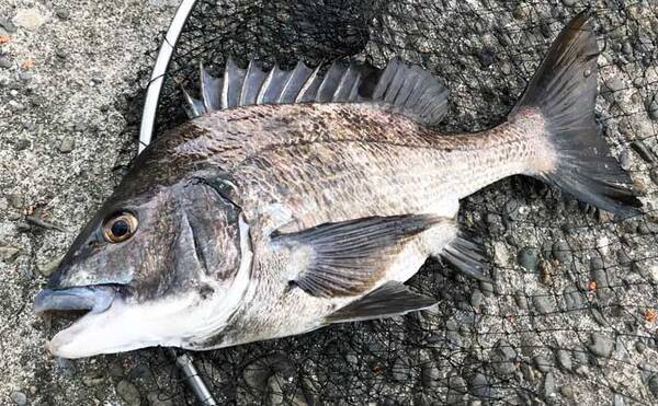 堤防フカセ釣りで51cm 年無し 頭に良型クロダイ好打 乗っ込み本格化 22年3月10日 エキサイトニュース