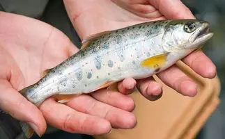 エチオピア が通称のサカナ シマガツオ アフリカの国家と関係は 年5月6日 エキサイトニュース