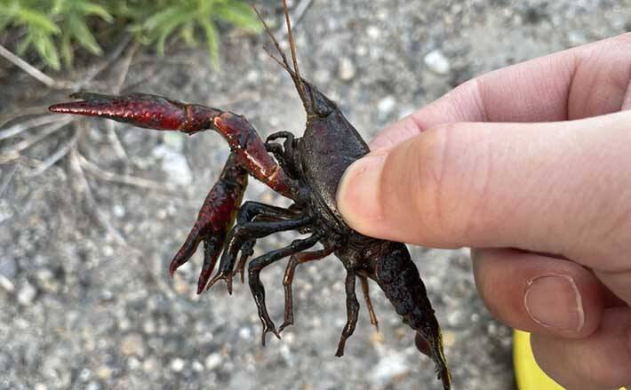 夕方短時間のザリガニ釣りで5匹 釣ったザリガニは釣りエサに活用 22年6月17日 エキサイトニュース