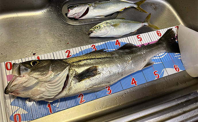 秋田のサーフルアー釣行で良型シーバスとイナダをゲット　早起きが釣果の秘訣？