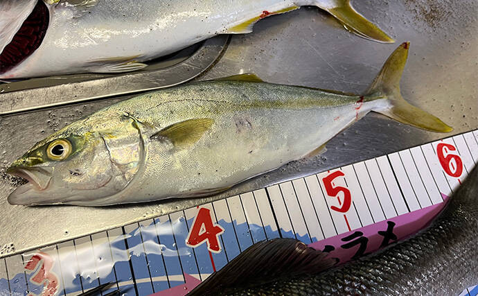 秋田のサーフルアー釣行で良型シーバスとイナダをゲット　早起きが釣果の秘訣？