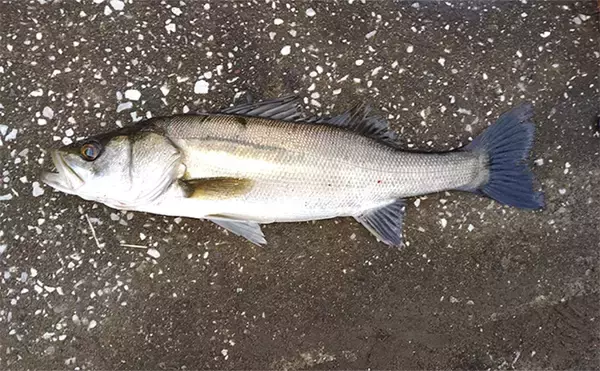 シーバスゲームのレベルアップ最重要テクニック【ドリフト】を理解しよう