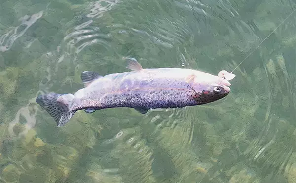 「富士山を眺めながらエリアトラウト釣行を満喫【静岡・アルクスポンド焼津】」の画像
