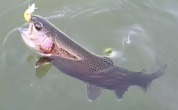 「富士山を眺めながらエリアトラウト釣行を満喫【静岡・アルクスポンド焼津】」の画像