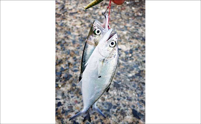 温排水エリアのライトゲームでイケカツオ連発【三重県・四日市港】トップとメタルの使い分けが奏功