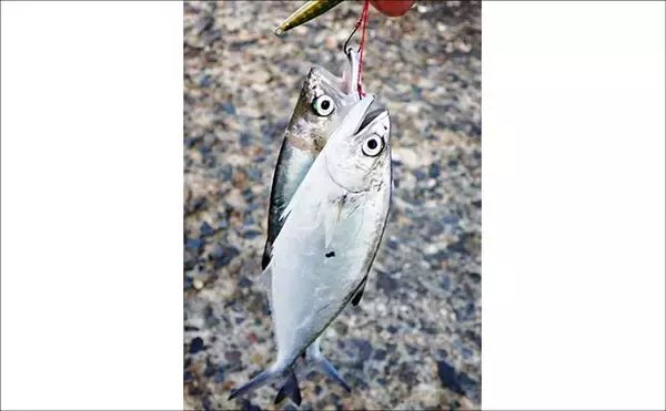 「温排水エリアのライトゲームでイケカツオ連発【三重県・四日市港】トップとメタルの使い分けが奏功」の画像