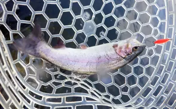 「冬のエリアトラウト攻略　スプーニングの「巻き」で釣果を伸ばすコツ」の画像