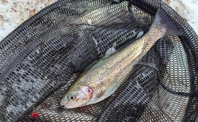 冬のエリアトラウト攻略　スプーニングの「巻き」で釣果を伸ばすコツ