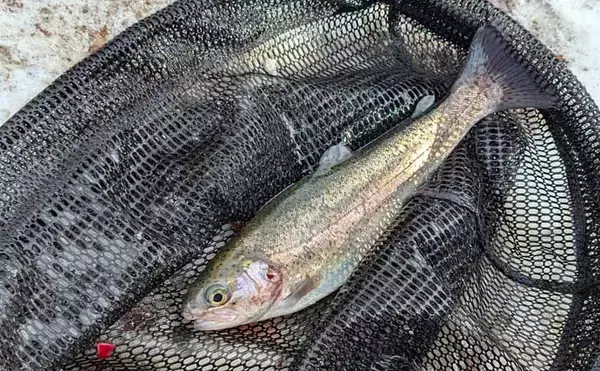 「冬のエリアトラウト攻略　スプーニングの「巻き」で釣果を伸ばすコツ」の画像