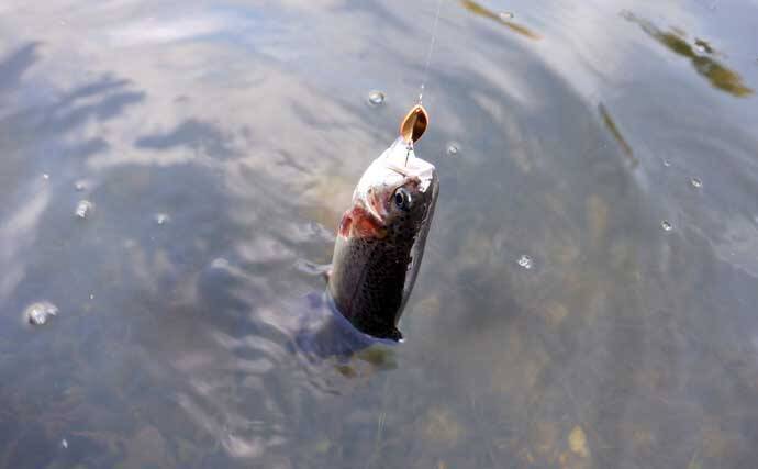 冬のエリアトラウト攻略　スプーニングの「巻き」で釣果を伸ばすコツ