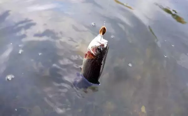 「冬のエリアトラウト攻略　スプーニングの「巻き」で釣果を伸ばすコツ」の画像