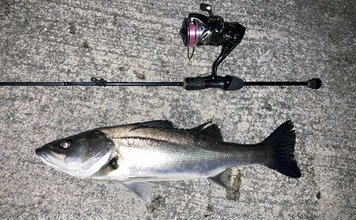 アジングタックルでシーバス20匹【四日市港・三重】セイゴサイズ中心に連続ヒット