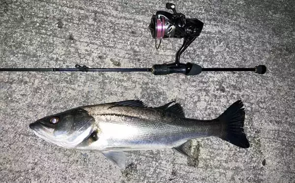 「アジングタックルでシーバス20匹【四日市港・三重】セイゴサイズ中心に連続ヒット」の画像